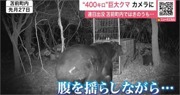 日本熊襲事件頻傳！北海道「400公斤巨熊」出沒　肥到鑽不進捕獸籠