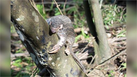 快新聞／大年初五拯救穿山甲！北市動物園號召全民出動