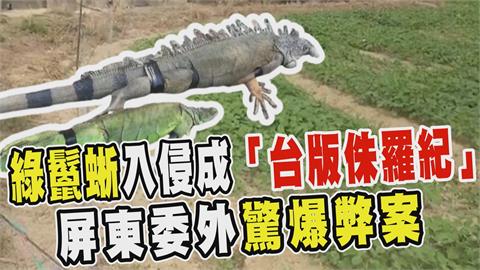 透視新聞／綠鬣蜥入侵成「台版侏羅紀」　屏東委外驚爆弊案