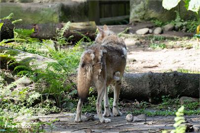 台北動物園換季大作戰! 灰狼、梅花鹿、駱駝「夏日限定」造型曝