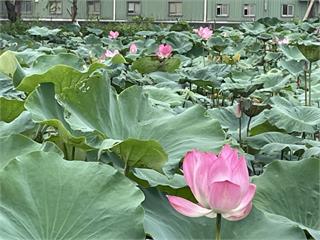 桃林鐵路秘境荷花池大公開　邀民眾體驗鐵路歷史時光