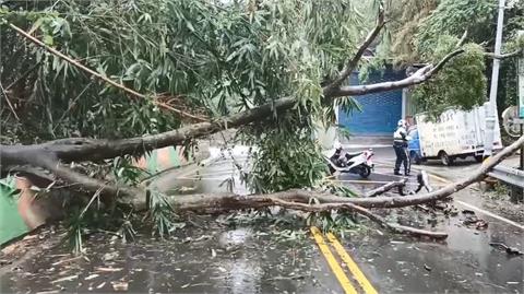 大雨炸新北！ 五股登林路大樹倒塌橫躺路面、雙向交通受阻