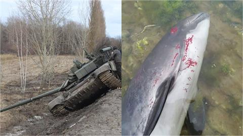 黑海大量海豚擱淺喪命！遭炸傷「失去導航能力」恐與俄軍1武器有關