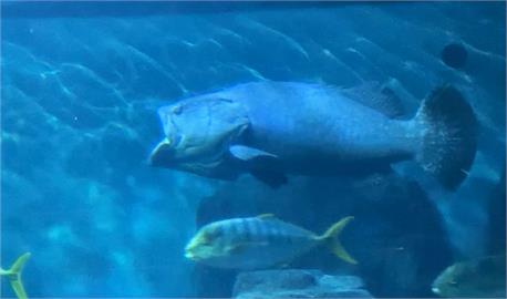 海洋公園龍膽石斑「嘴巴開開」悠游　解說人員說「這原因」導致下巴脫臼