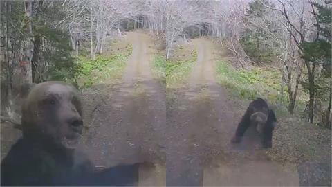 驚悚瞬間曝光！黑熊襲車「一掌巴破玻璃」　日本駕駛猛催油門死裡逃生