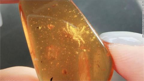1億年琥珀發現完整螃蟹！　「僅5毫米長」哈佛專家超驚喜