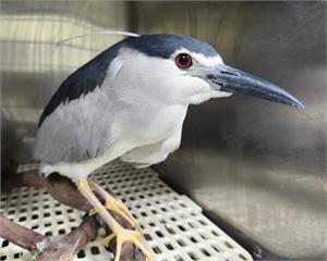 誤把夜鷺當企鵝！驚見「南崁企鵝」站魚池旁　動保處急救援