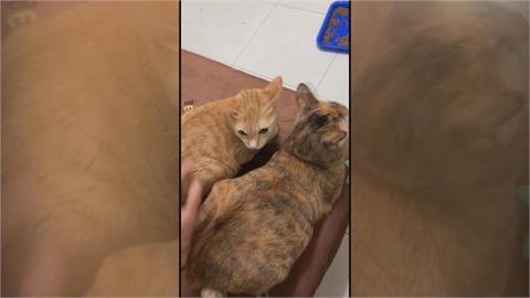 快新聞／租屋人去樓空！欠租10萬僅留24隻貓挨餓　成貓吞幼貓求生