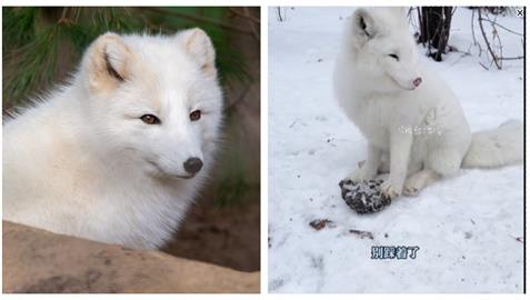 「絕美白狐」雪中飄仙氣　他好心餵食…牠竟叼「靈芝報恩」