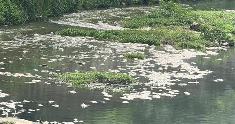 快新聞／基隆鶯歌溪驚見「大量魚群翻肚」暴斃　數量超過1萬尾