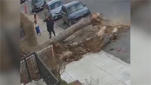 紐約路樹無預警倒塌　一家人驚險躲死劫全都錄