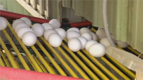 萊爾富茶葉蛋跟進漲到13元　蛋商直言：蛋荒比去年還嚴重