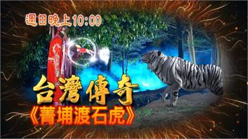 《台灣傳奇》小白虎好心被雷親？！報恩救人變遺憾