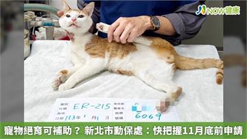 寵物絕育可補助？新北市動保處：快把握11月底前申請