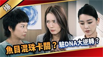 《愛的榮耀-EP235精采片段》魚目混珠卡關？ 驗DNA大逆轉？ 