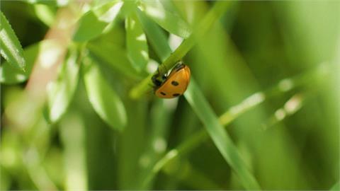 英國業者改造廣告看板「小空間」　種植原生花草增加生物多樣性