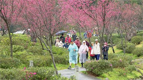 櫻花季登場週末迎賞櫻人潮　粉紅花海吸引外國遊客朝聖