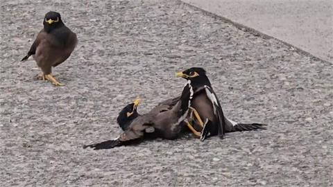 「鳥界擂台賽」屏東盛大登場? 八哥街頭開打!吸引圍觀也不怕