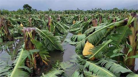 圓規颱風農損1088萬元　花蓮最多、香蕉損失重