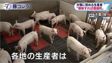 日本愛知縣爆豬瘟疫情 擴大至5個府縣