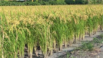 農民憂稻熱病收益損 農委會放寬公糧收購量