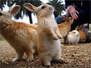 《日本兔兔島》暴雨後鬧飢荒...來玩的話就給你免費兔糧，拜託幫餵