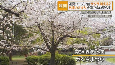 日本將迎櫻花季！　桃紅頸天牛啃食重創各地櫻花樹