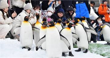 北海道旭山動物園驚傳棄屍案！　男員工丟妻遺體進焚化爐「隔天照常上班」