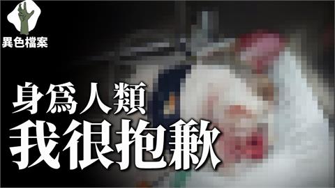 蘆洲男為求復合竟用「滾水淋貓」！搶救11天仍不治　他盼：不該是一時話題