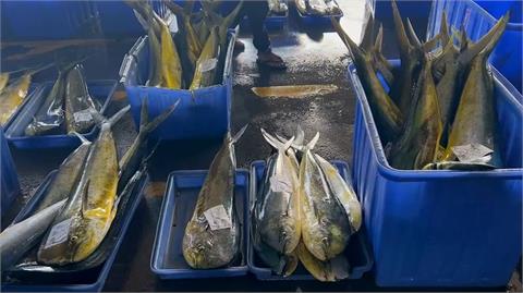 台東鬼頭刀大豐收！　捕獲量逾120萬公斤