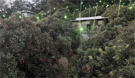 新竹果園導入綠色LED燈以光驅蟲　荔枝品質與產量更升級