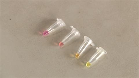 草莓救星！　「快篩箱」2小時揪出有無炭疽病