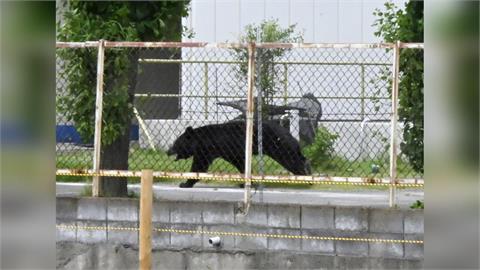 日本熊出沒頻傳！　京都天橋立「黑熊」跑給警察追
