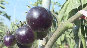 黑色番茄見過嗎？高雄果農成功種出新品種