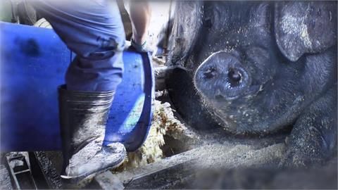 異言堂(影)/2027年禁餵廚餘養豬倒數 1500噸剩食去向成考驗