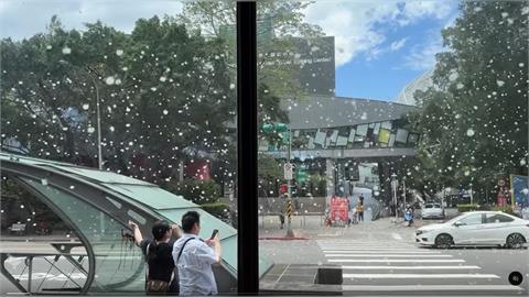 台北下五月雪！木棉樹果莢爆開大量棉絮隨風飄