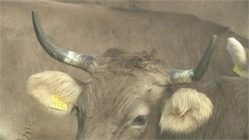 飼養牛、羊該不該鋸角？瑞士25日公投決議