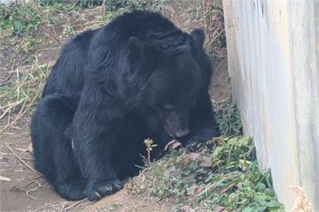 日本JR沼田站廁所外有熊在窺探　警衛小解後遇襲自行報案