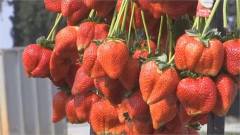 以色列289公克巨無霸草莓　創金氏世界紀錄