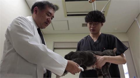 日本研發用AI分析貓咪表情　即時掌握健康狀態