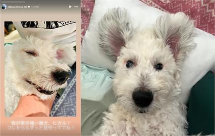 木村拓哉愛犬15歲「光爺」離世!2愛女不捨道別「以後也要守護我們」