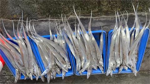 台東成功白帶魚大豐收　僅一個月達去年一整年收穫量