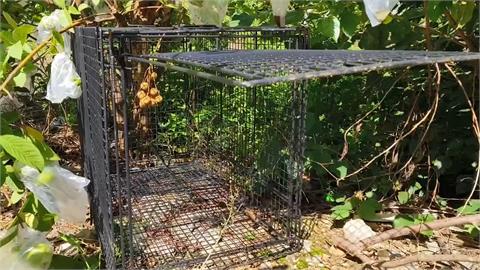 台灣獼猴爬民宅擾民　誘捕籠放半年至今抓不到