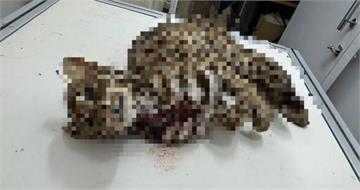 台中移工殺貓剝皮還獵殺石虎　主嫌持槍瞄警、逃竄山區行徑惡劣