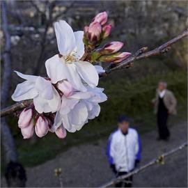 櫻花受暖冬影響生理時鐘亂　東京最快明日進入花季