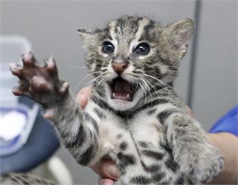 這個不是石虎啦！　日本超萌「漁貓」寶寶們亮相