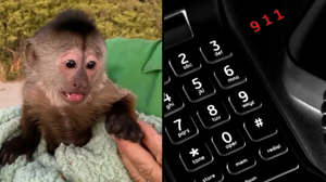 警方接獲報警電話來到動物園　動物管理員傻眼：電話是猴子亂打的！