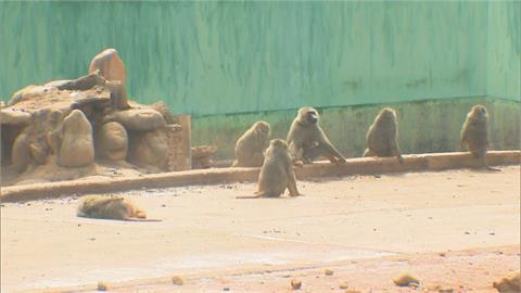 六福村狒狒之死案　林務局明日將複查改善狀況