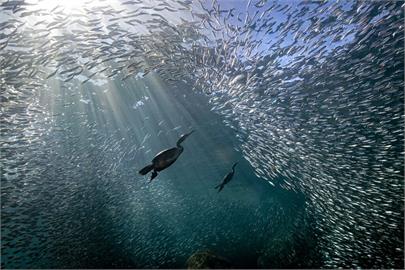 日本長崎、熊本海岸大量沙丁魚暴斃　專家：海洋含氧量大減恐成主因