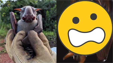 非洲最巨「鎚頭果蝠」大吼大叫才能「壞壞」！94%雄性恐一輩子當羅漢腳